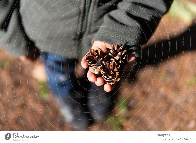 Kiefernzapfen Sinnesorgane Erholung ruhig Meditation Kind Kleinkind Kindheit einfach braun Kindergarten Wald Zapfen Natur Sammlung Basteln Herbst Winter