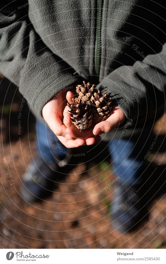 Sammelleidenschaft Sinnesorgane wandern Kind Kindheit 1 Mensch Park Wald wählen braun Natur Herbst Winter Sammlung Kiefernzapfen Tannenzapfen Basteln Schulkind