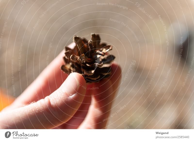 Kiefernzapfen Sinnesorgane Hand Umwelt Natur Wald nachhaltig braun Tannenzapfen Zapfen Ernte Sammlung Spaziergang Außenaufnahme Textfreiraum links