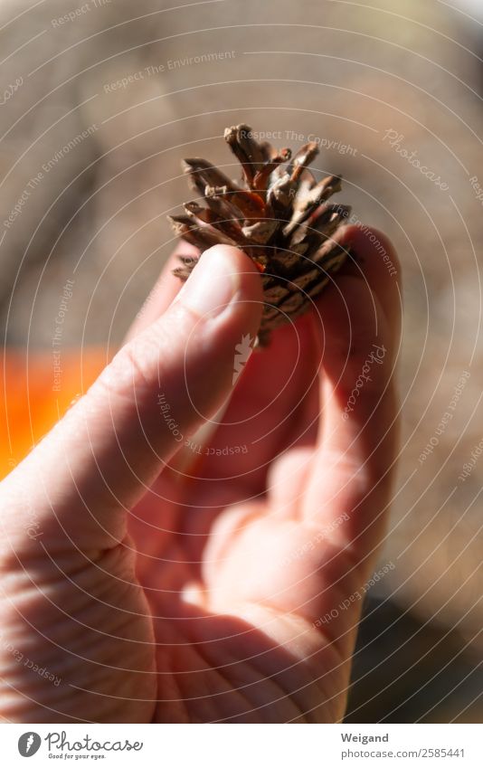 Kiefernzapfen ruhig Meditation Duft Schönes Wetter Pflanze Baum Wald einfach braun trösten dankbar Herbst Zapfen Erntedankfest festhalten Sammlung Farbfoto