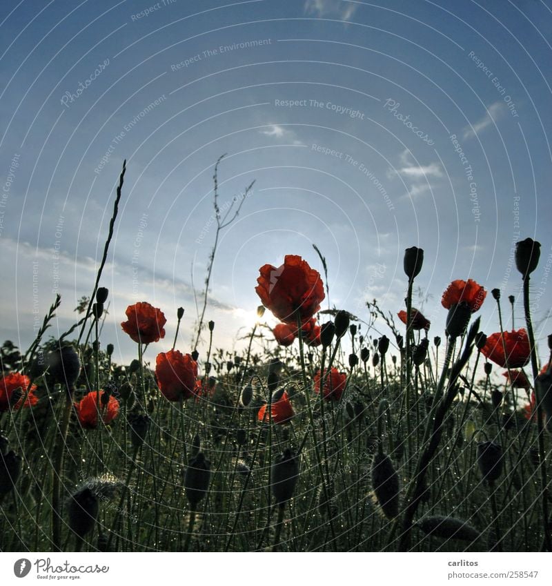 Vielen Dank für die Blumen Umwelt Natur Landschaft Pflanze Himmel Sonne Sommer Blüte Wiese Blühend Mohn Mohnblüte Mohnkapsel grün rot blau Farbfoto