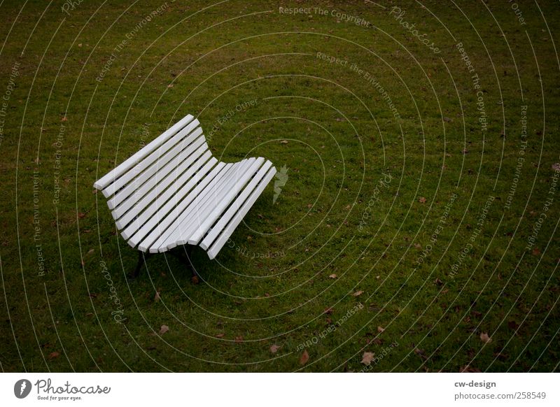 Eine Bank ist ein Kreditinstitut Umwelt Natur Garten Park Wiese Menschenleer eckig einfach frei natürlich Stadt grün weiß Einsamkeit Idylle Sitzgelegenheit