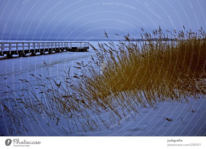 Winter am Bodden Umwelt Natur Landschaft Pflanze Eis Frost Schnee Gras Küste Seeufer Darß kalt Stimmung ruhig Anlegestelle Steg Farbfoto Gedeckte Farben