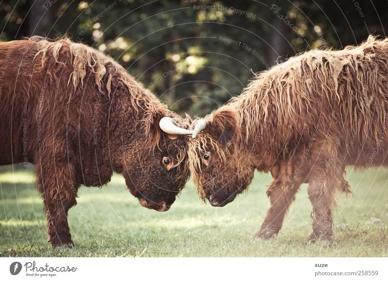 Naturburschen Umwelt Tier Wiese Feld Fell Nutztier Tiergesicht 2 Tierjunges kämpfen Konflikt & Streit kuschlig lustig niedlich wild Macht Kalb Rind Weide