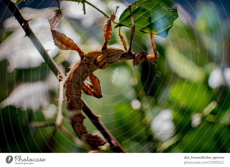 Gespensterheuschrecke Natur Tier Sommer Pflanze Baum Sträucher Blatt Grünpflanze Wildpflanze Wald Urwald Berlin Deutschland Europa Wildtier Zoo Aquarium Insekt