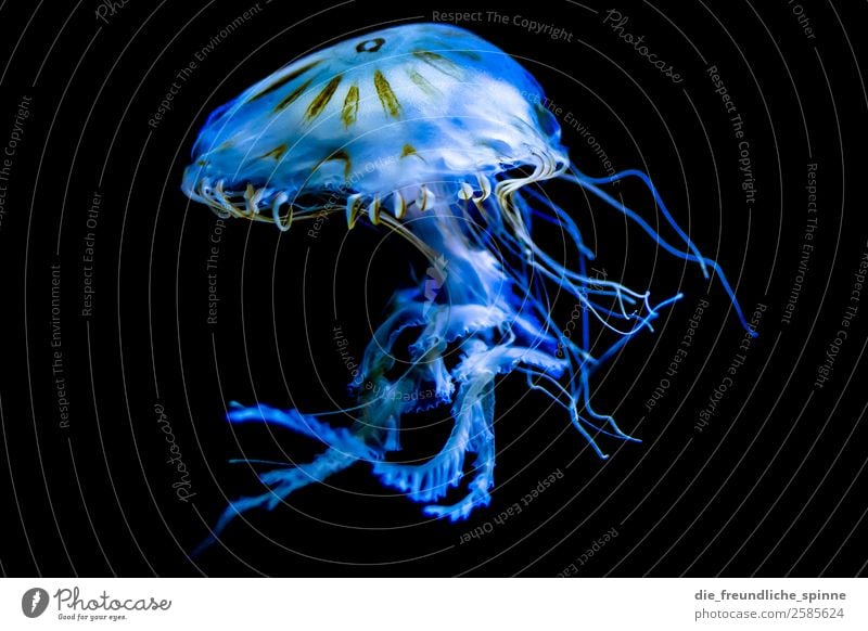 Skurrile Wasserschönheit Umwelt Tier Aquarium Berlin Deutschland Europa Wildtier Qualle 1 Schwimmen & Baden blau schwarz skurril falsch Fabelwesen Schweben