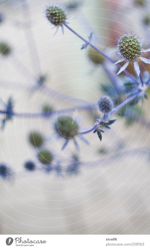 scharf-unscharf Umwelt Natur Pflanze Blume Sträucher Farbfoto Außenaufnahme