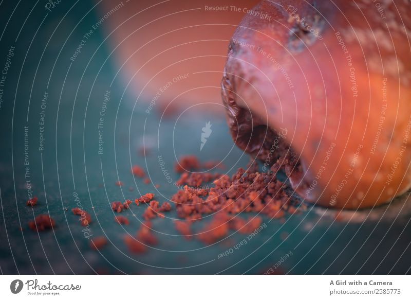 Krabbenapfel sieht aus, als ob er sich übergeben würde Apfel Holzapfel Herbst rot verschimmelt ungenießbar Erbrechen Krümel herbstlich Frucht Apfelernte