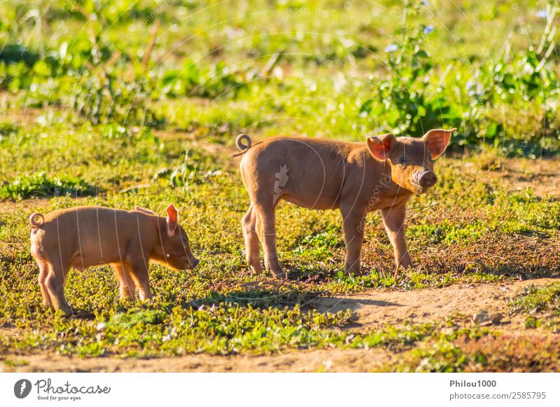 Zwei Ferkel, die auf einer Wiese füttern. Sommer Baby Natur Tier Gras klein lustig niedlich grün rosa Belgien Gaume zwei Ackerbau Hintergrund Aktion heimisch