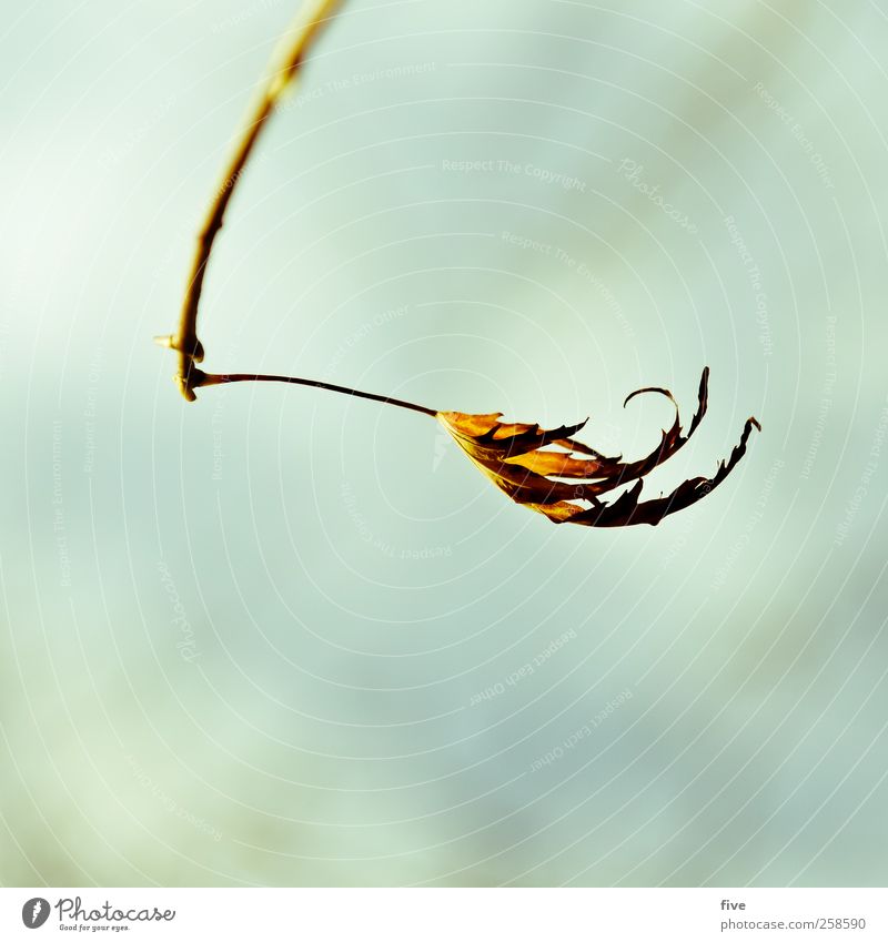 blatt Natur Himmel Wolken Herbst Schönes Wetter Pflanze Baum Blatt Ast Garten Wiese Wärme Farbfoto Außenaufnahme Detailaufnahme Tag