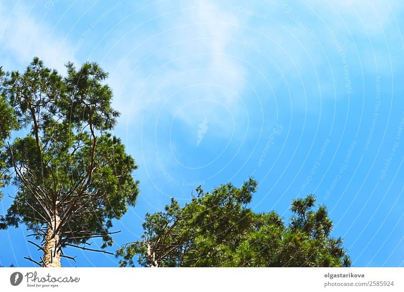 Spitzen aus Kiefernholz am Himmel mit Wolken. schön Freizeit & Hobby Sommer Umwelt Natur Landschaft Herbst Klima Baum Blatt Park Wald Holz Wachstum hell