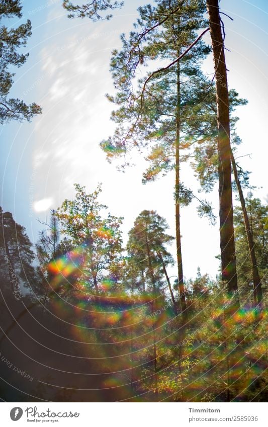 Lichtung Umwelt Natur Landschaft Pflanze Himmel Frühling Herbst Schönes Wetter Wald Wachstum hell blau braun grün weiß Gefühle Spektralfarbe Farbfoto