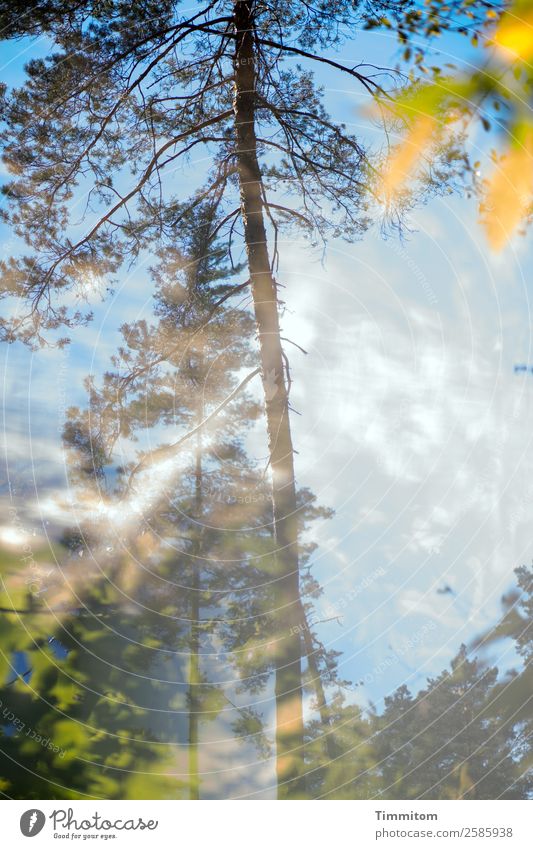 Ständiger Wandel Umwelt Natur Pflanze Himmel Wolken Schönes Wetter Baum Wald Wachstum natürlich blau braun gelb grün Gefühle Vergänglichkeit Neuanfang