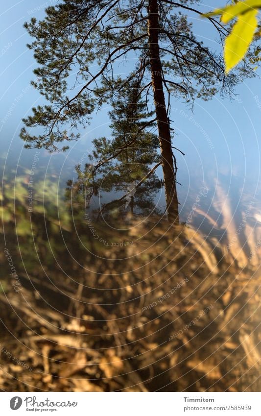 Herbst Umwelt Natur Pflanze Himmel Schönes Wetter Baum Blatt Wald blau braun grün Farbfoto Außenaufnahme Menschenleer Tag Reflexion & Spiegelung