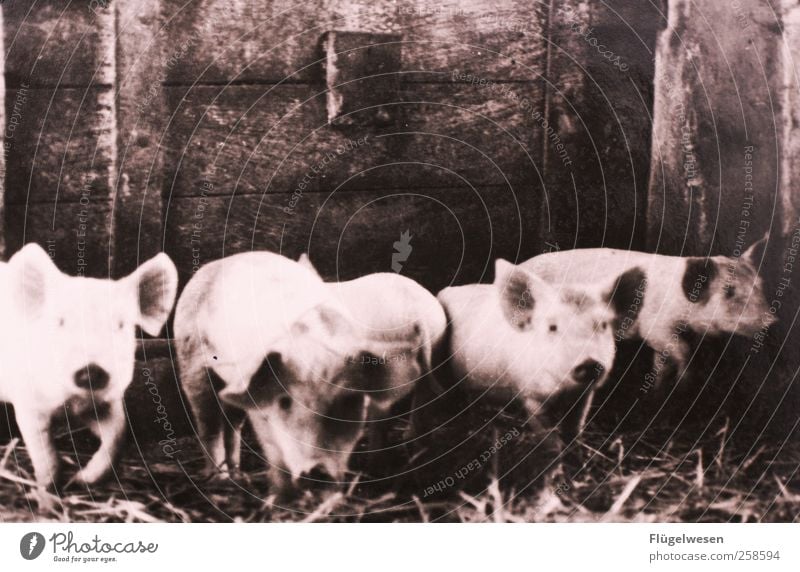 Familie Schweinsteiger Nutztier Tiergruppe Schweinerei Schweinschnauze Schwein gehabt Stall Bauernhof Schweinekopf Herde Sau Saustall schweinestall