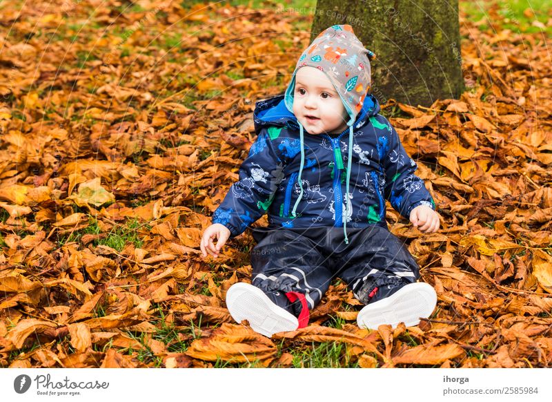 Ein Baby, das durch die Herbstblätter im Wald kriecht. Lifestyle Freude Glück schön Gesicht Kind Mensch Kleinkind Kindheit 1 0-12 Monate Natur Blatt Park