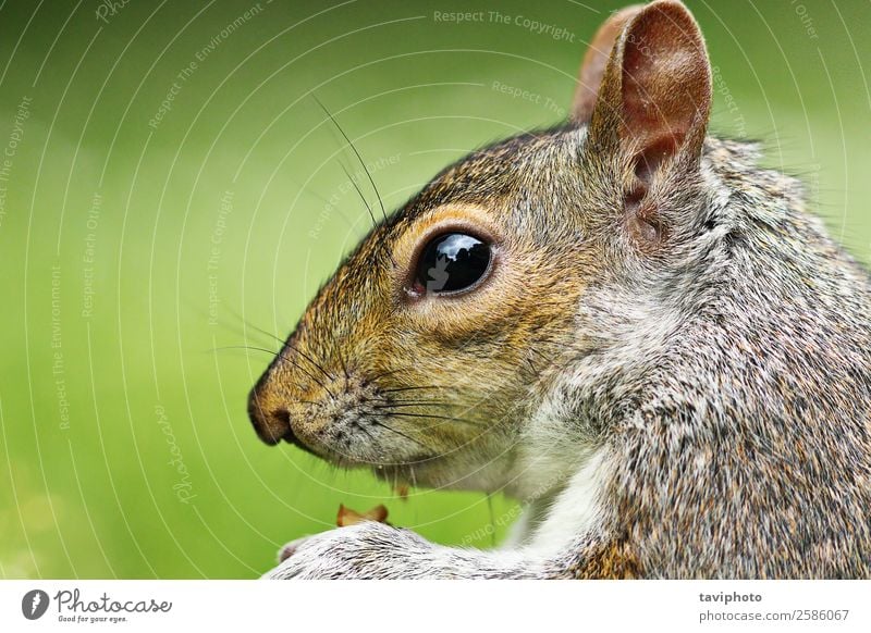 Nahaufnahme des Grauhörnchens Essen Garten Natur Tier Park Wald Pelzmantel Haustier Wildtier füttern klein lustig natürlich niedlich wild braun grau grün