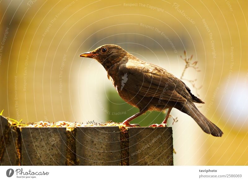 gewöhnliche Amsel in schönem Licht Leben Sommer Garten Natur Tier Park Vogel stehen hell klein natürlich niedlich wild braun schwarz Schnabel farbenfroh Fauna