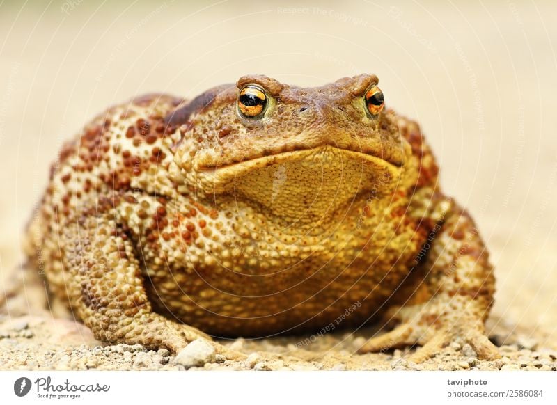 großer Bufo-Bufo auf dem Boden schön Körper Haut Garten Natur Tier nass natürlich niedlich wild braun grau gefährlich allgemein Unke Amphibie Frosch Tierwelt