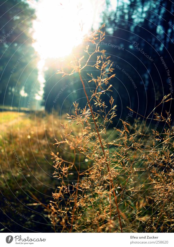 Waldspaziergang Natur Landschaft Pflanze Sonne Schönes Wetter Gras Wiese beobachten leuchten träumen Wachstum kalt natürlich Liebe ruhig Verachtung bizarr