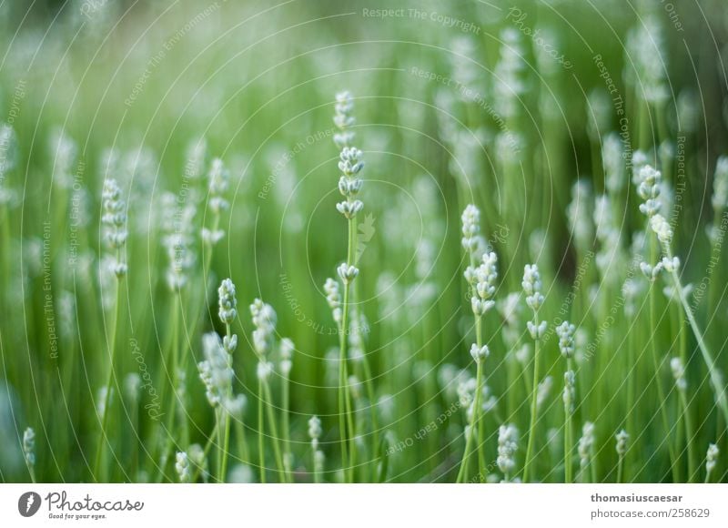 Wiesenblümchen Natur Pflanze Sommer Wärme Blume Gras Blatt Blüte Grünpflanze Wildpflanze Garten Park hell nah natürlich saftig grün weiß Warmherzigkeit