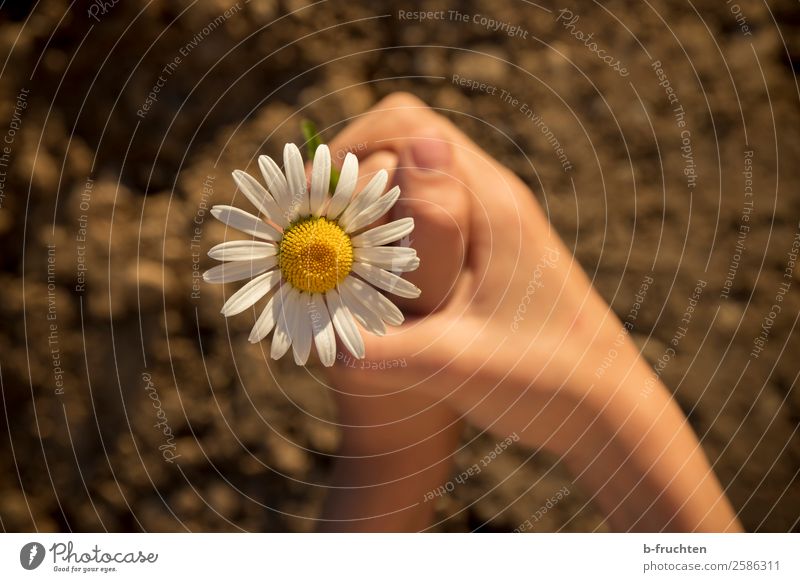 Margerite in Kinderhände Zufriedenheit Meditation Garten Schulkind Hand Finger Erde Pflanze Blume Blüte wählen beobachten festhalten einfach frisch natürlich