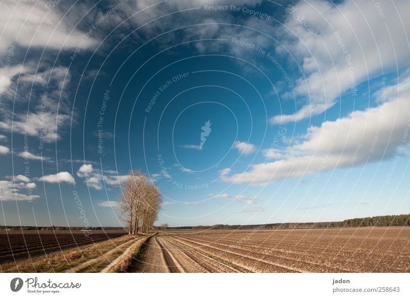 wege übers land. Freiheit wandern Landschaft Erde Himmel Wolken Wetter Baum Feld Sand blau standhaft demütig Bewegung Einsamkeit Kraft Umwelt Wege & Pfade Zeit