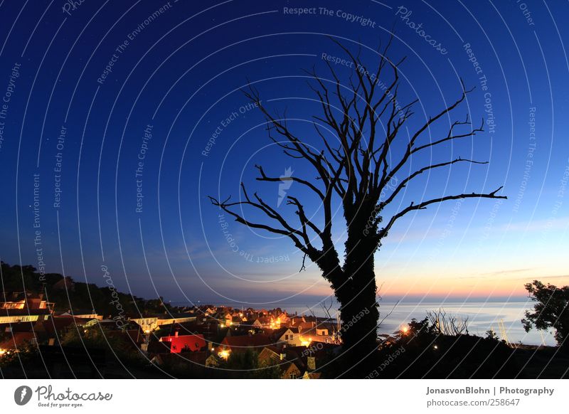 Gudhjem by night Umwelt Natur Landschaft Wasser Himmel Nachthimmel Stern Horizont Sommer Klima Wetter Schönes Wetter Wärme Pflanze Baum Sträucher Park Hügel