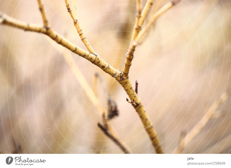 zweig Umwelt Natur Pflanze Sträucher Garten ästhetisch Zweig Farbfoto Außenaufnahme Menschenleer Tag Schwache Tiefenschärfe