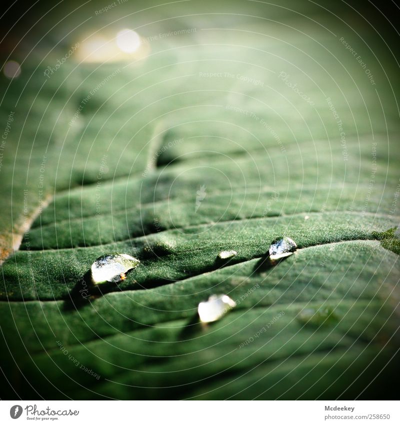 heavenly tears (2) Natur Pflanze Wasser Wassertropfen Sonnenlicht Sommer Schönes Wetter Blatt Grünpflanze exotisch Park Wiese authentisch Flüssigkeit frisch