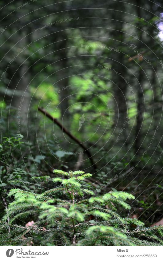 black forest Pflanze Baum Sträucher Wald Wachstum dunkel grün Schwarzwald Farbfoto Außenaufnahme Menschenleer Schwache Tiefenschärfe