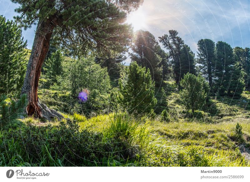 Unberührte Bergwelt I Ferien & Urlaub & Reisen Berge u. Gebirge wandern Tier Luft Himmel Sonne Sommer Schönes Wetter Sträucher Alpen grün Farbfoto Außenaufnahme