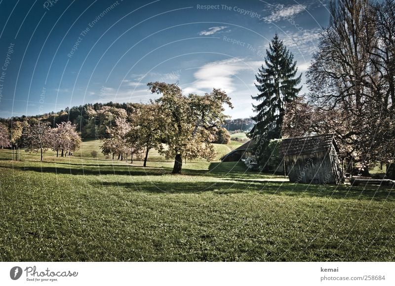 Gartenhütte Umwelt Natur Landschaft Pflanze Himmel Wolken Sonne Sonnenlicht Herbst Schönes Wetter Baum Gras Grünpflanze Nutzpflanze Wiese Hütte Blühend Wachstum