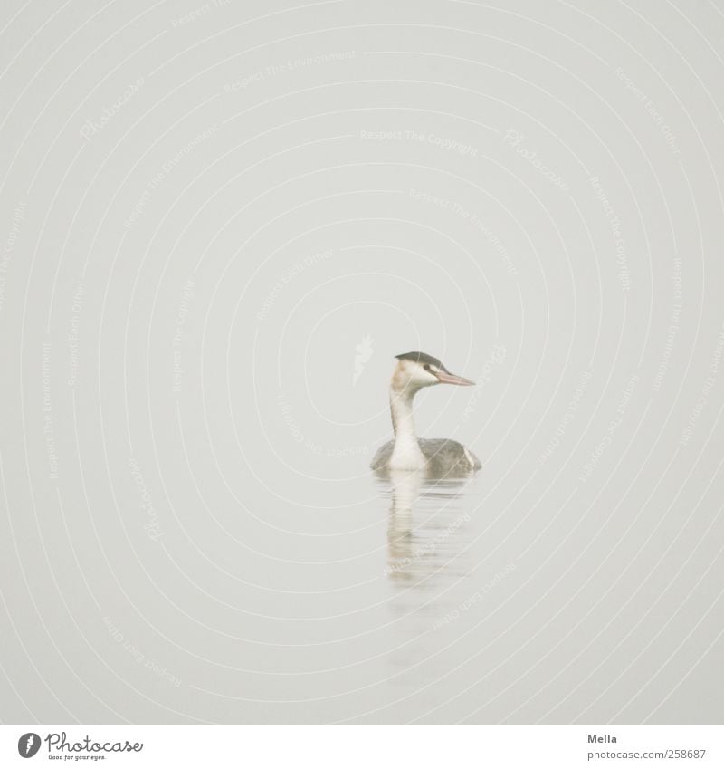 Taubenhaucher Umwelt Natur Tier Wasser Nebel Teich See Wildtier Vogel Haubentaucher 1 Blick Schwimmen & Baden frei hell natürlich trist grau Freiheit ruhig