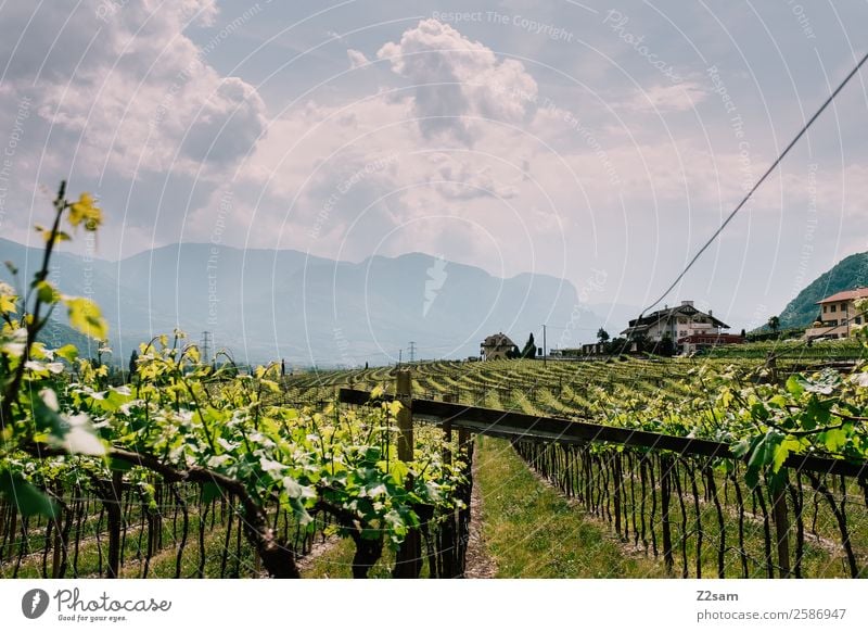 Weinberge | Kalten | Südtirol Natur Landschaft Sommer Schönes Wetter Sträucher Alpen Berge u. Gebirge Haus Einfamilienhaus frisch nachhaltig natürlich grün