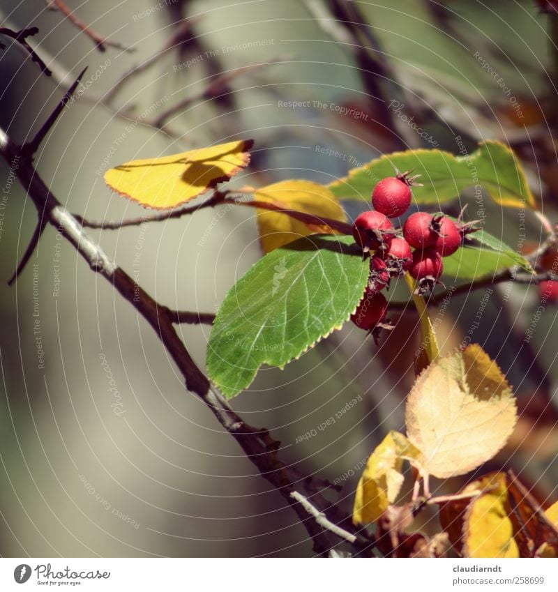 Rosenäpfel Natur Pflanze Herbst Sträucher Blatt Hagebutten stachelig gelb grün rot Stachel Dorn Herbstlaub Zweige u. Äste Unschärfe Farbfoto Außenaufnahme