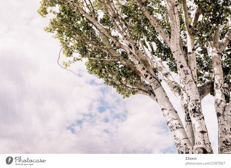 Birke Umwelt Natur Landschaft Himmel Wolken Sonne Sommer Klima Klimawandel Baum Wald groß hoch nachhaltig natürlich Wärme grün Idylle Umweltschutz Naturliebe