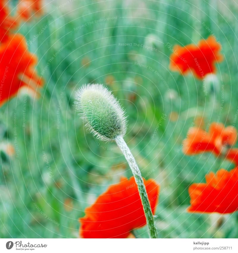 i like mohndays Umwelt Natur Pflanze Blume Gras Blatt Blüte Grünpflanze Wildpflanze Park Wiese Blühend grün Mohn Mohnblüte Blütenknospen rot Farbfoto mehrfarbig