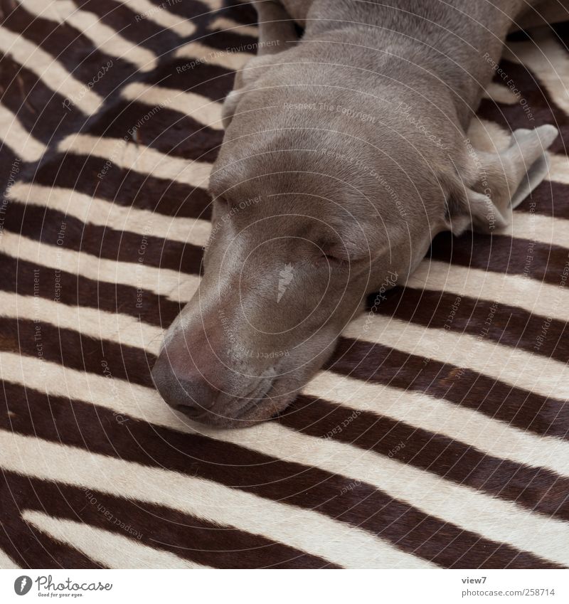 Großwildjagd Tier Hund 1 Linie Streifen schlafen träumen ästhetisch authentisch einfach modern braun Abenteuer Design Häusliches Leben Weimaraner Zebra