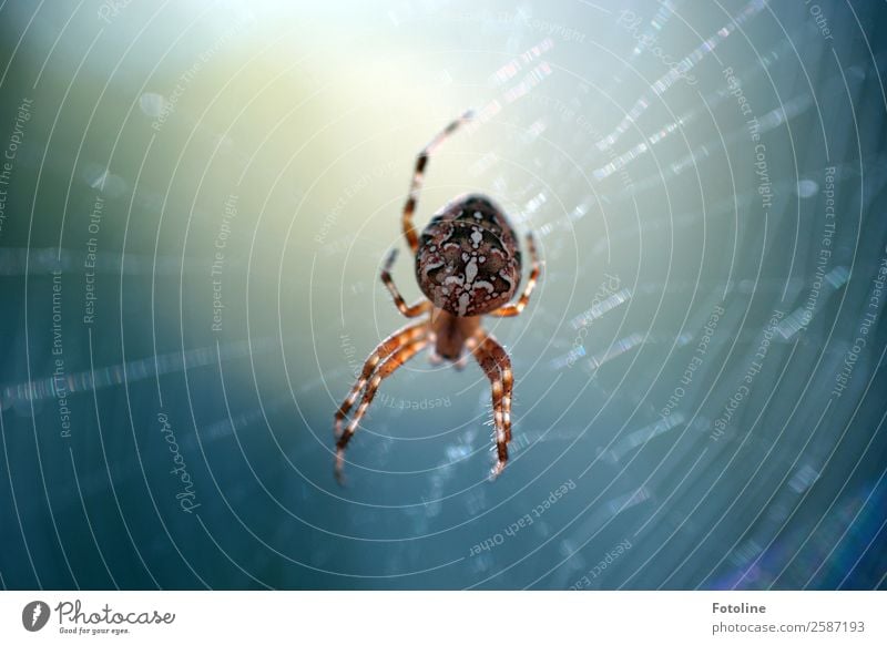 Kreuzspinne Umwelt Natur Tier Sommer Herbst Wildtier Spinne 1 hell klein nah natürlich blau braun weiß spinnen Spinnenbeine Spinnennetz Muster Farbfoto