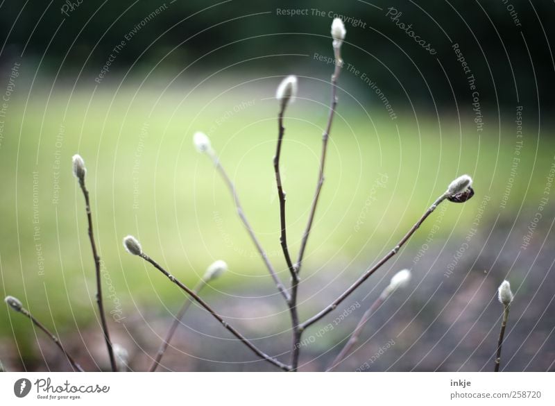 zarte Triebe Natur Pflanze Herbst Sträucher Blattknospe Blütenknospen Ast Wachstum dünn lang natürlich schön trist trocken weich braun grün schwarz weiß Umwelt