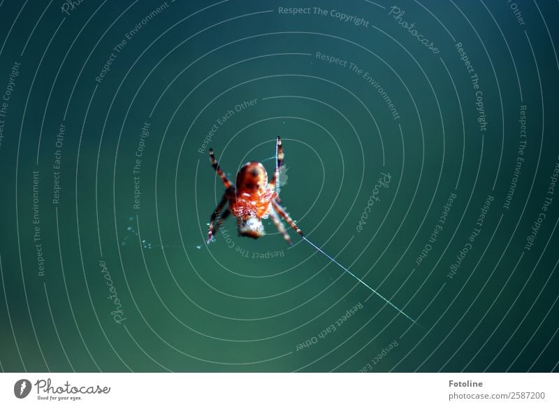 Frühstück Umwelt Natur Tier Himmel Sommer Wildtier Spinne 1 frei klein nah natürlich blau braun Spinnennetz Spinnenbeine Fressen spinnen Farbfoto mehrfarbig