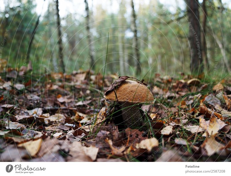 Birkenpilz Umwelt Natur Landschaft Pflanze Urelemente Erde Herbst Schönes Wetter Baum Wildpflanze Wald frisch nah natürlich braun grün Pilz Pilzhut Waldboden