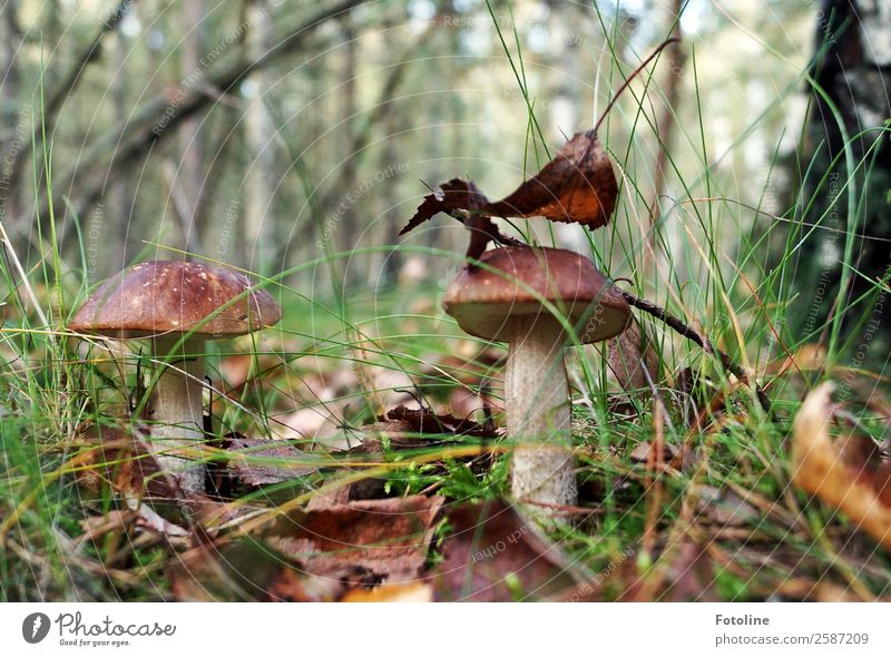 2 Männlein steh'n im Walde... Umwelt Natur Landschaft Pflanze Urelemente Erde Herbst Baum Gras Blatt Wildpflanze frisch hell natürlich braun grün Pilz