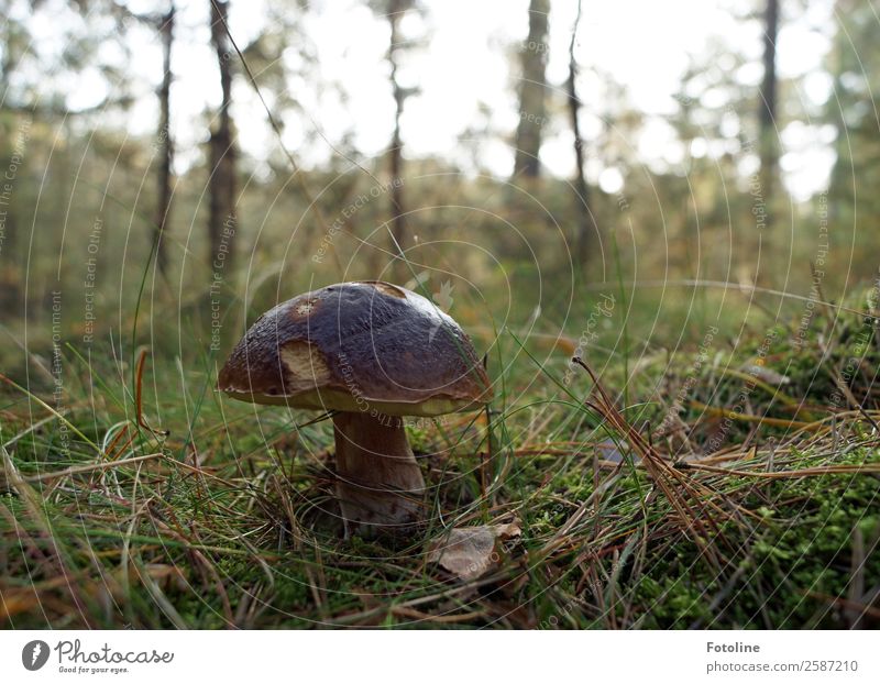 Noch ne Marone Umwelt Natur Landschaft Pflanze Urelemente Erde Herbst Schönes Wetter Baum Gras Moos Wald frisch nah natürlich braun grün Pilz Pilzhut