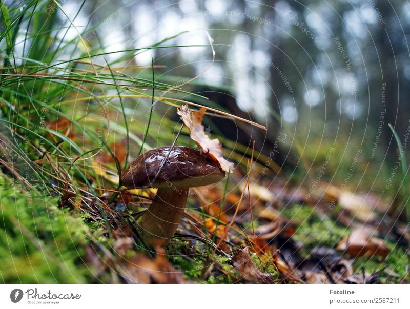 Marone Umwelt Natur Landschaft Pflanze Urelemente Erde Herbst Gras Moos Wildpflanze Wald frisch natürlich braun grün Pilz Pilzhut herbstlich Herbstlaub lecker