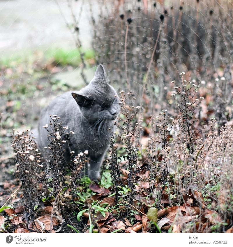 Kräutergarten Kräuter & Gewürze Herbst Sträucher Garten Park Tier Haustier Katze 1 Tierjunges Blühend Duft entdecken genießen dehydrieren natürlich Neugier