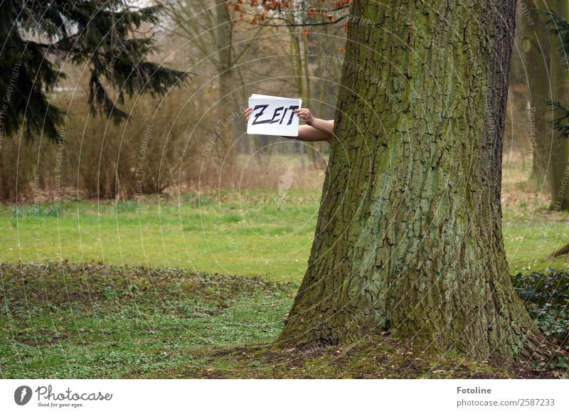 Zeit Mensch feminin Haut Arme Hand Finger Umwelt Natur Landschaft Pflanze Urelemente Erde Herbst Baum Gras Sträucher Wildpflanze Park Wiese kalt natürlich grün