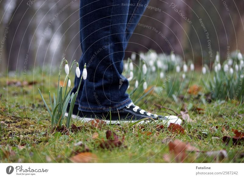 Vorsicht, kleine Schneeglöckchen! Mensch 1 Umwelt Natur Pflanze Urelemente Erde Frühling Blume Gras Moos Blüte Garten Park Wiese frisch nah nachhaltig natürlich