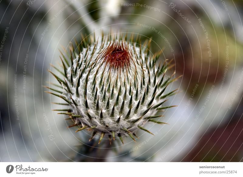 Don`t touch Pflanze Makroaufnahme Stachel Samen Schmerz Distel